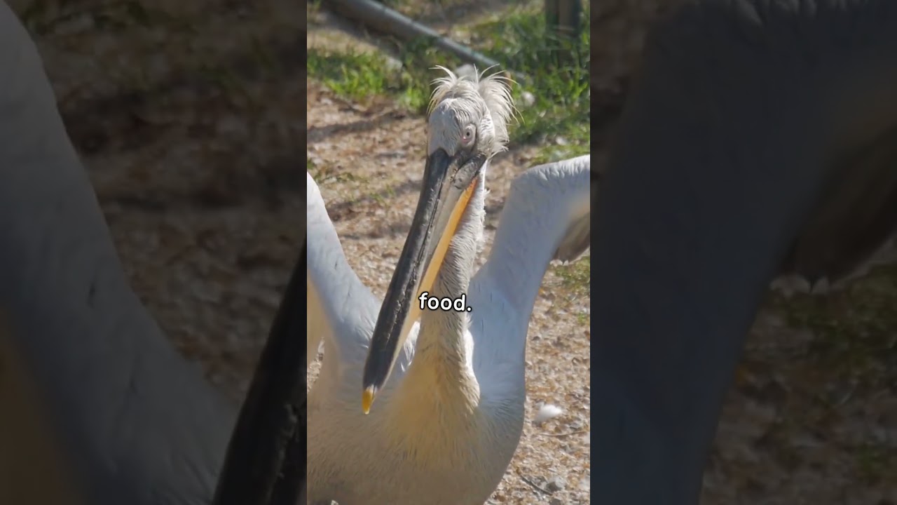 Fun Facts about Pelicans 