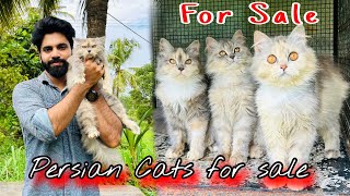 Persian Cats For Sale | Triple Coat Persian Kittens | Persian Cat | Persian cat price in india