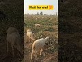 Bhed Bakri #viral #automobile #agriculture #farming #shortvideos #trending #agriculturefarming #2m