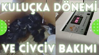 Kuluçka Dönemi̇ Ve Ci̇vci̇v Bakimi