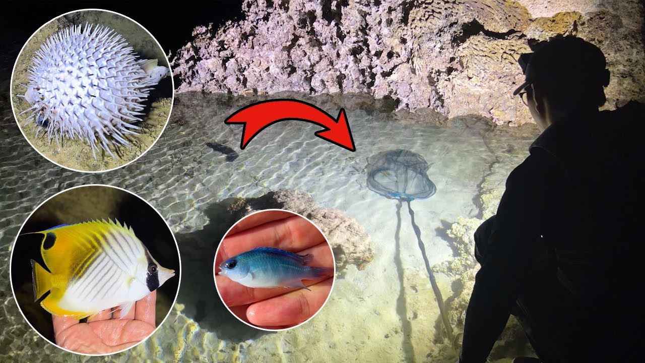 물빠진 바다 웅덩이에서 뜰채로 꿈에 그리던 열대어들을 잔뜩 잡았습니다!! 이건 너무 예쁘잖아??