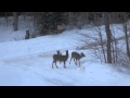 Feeding Carrots to Deer in front of my House