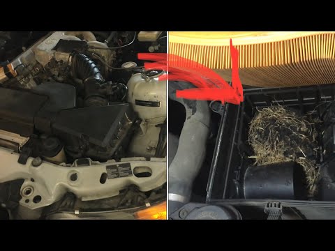 “most common location” for MOUSE NEST in a car engine