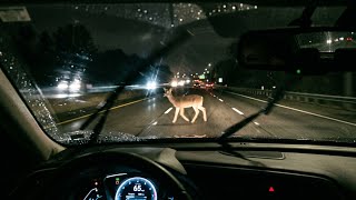 Deer near Miss (short version)