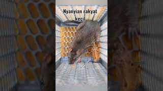 nyanyian rakyat kecil