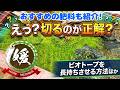 メダカのビオトープを長期間美しく保つ秘訣!トリミングと肥料のコツ【媛めだか】