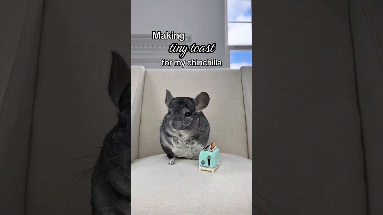 Breakfast with Phil 🍞  #toast #chinchilla #miniature #shortsvideo