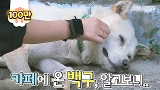 A Baekgu dog which keeps coming to a cafe everyday..