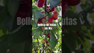 Cereza en maduración #musicarelajante #nefertiti #musicarabe