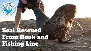 Seal Rescued From Hook and Fishing Line