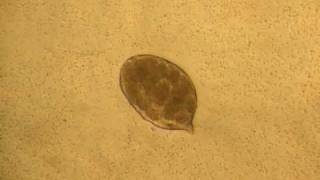 Didinium Copyright 20110331 WLanier