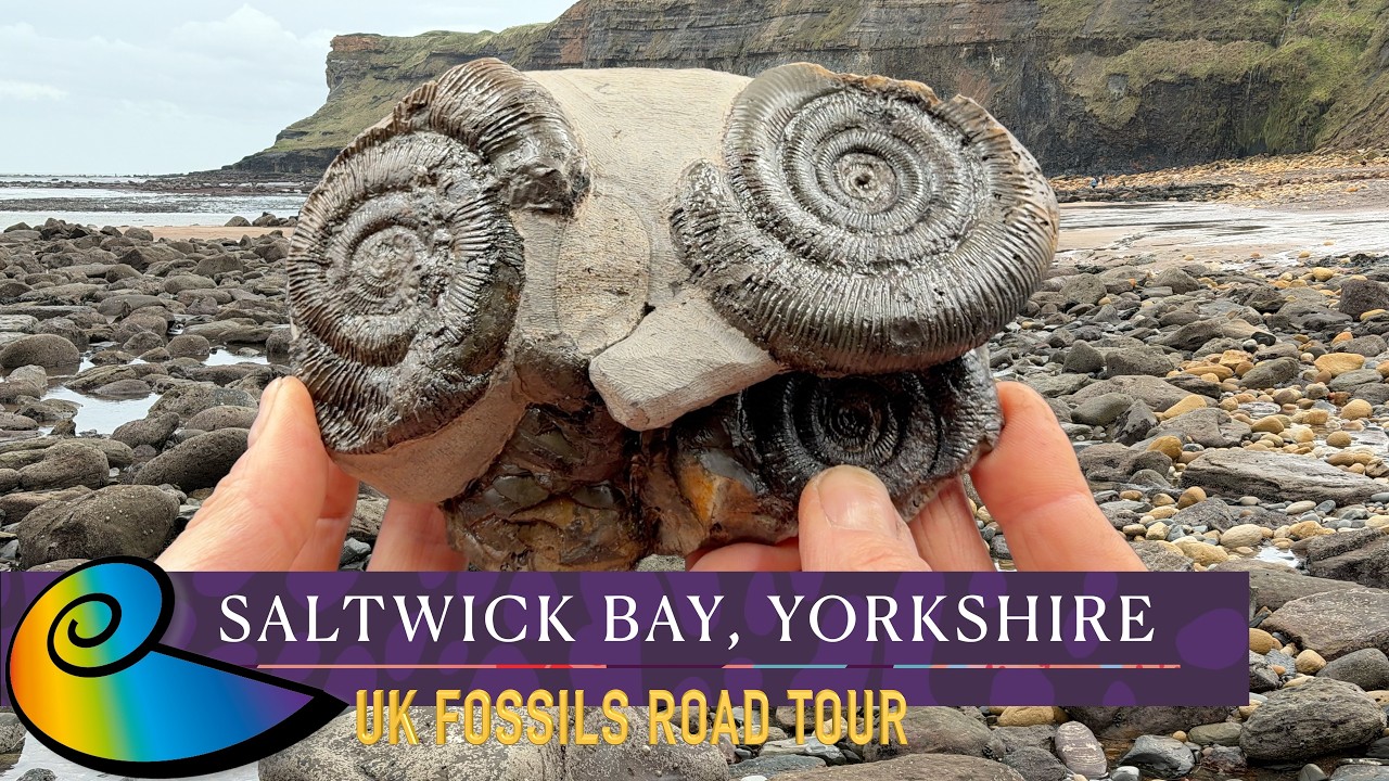Fossil Hunting at Saltwick Bay, Yorkshire | UK Fossils Road Tour
