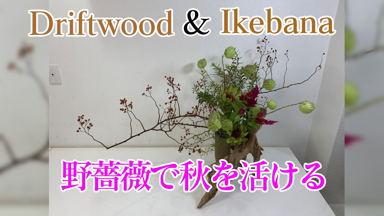 流木で生け花 パート114 流木 野薔薇 リューカデンドロン 雪柳 風船唐綿 ケイトウ 草月流 Ikebana Sougetu Drifwood Youtube 流木で生け花 パート114 流木 野薔薇 リューカデンドロン 雪柳 風船唐綿 ケイトウ 草月流 Ikebana Sougetu Drifwood Youtube
