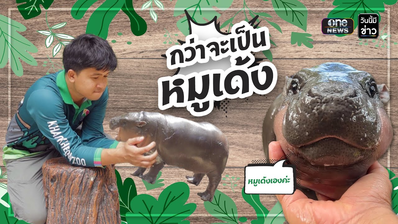 ก่อน #หมูเด้ง จะโด่งดังระดับโลก | วันนี้มีข่าว | สำนักข่าววันนิวส์
