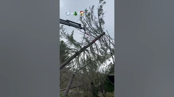 Big pick of the house! #arborist #firewood #stihl #treeworker #tree #treecare #chainsaw #wood