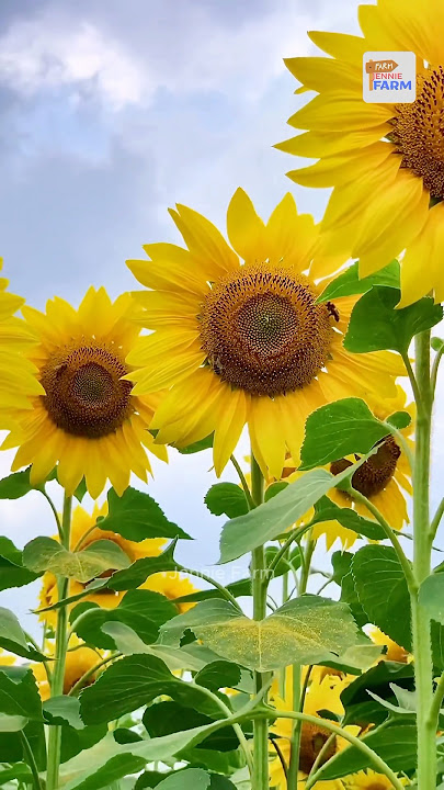 How do the Chinese harvest sunflowers?#sunflowers