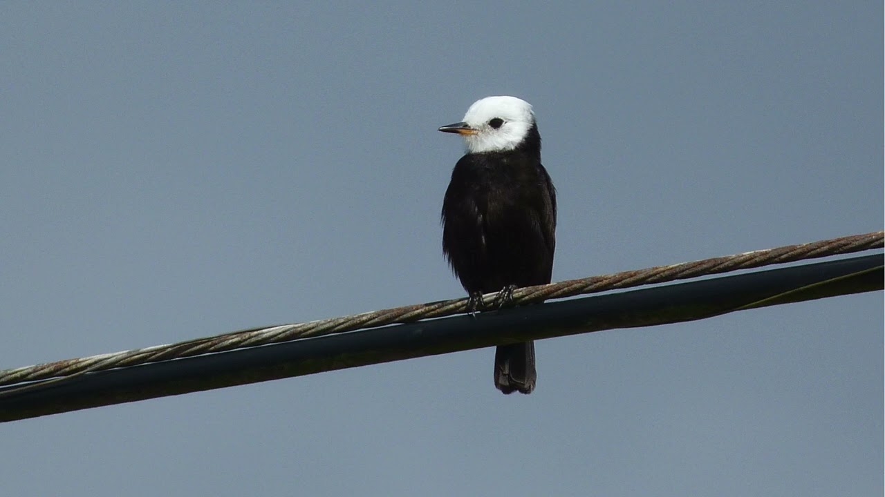 Camilo Cogiro - Passarinho (ao vivo)