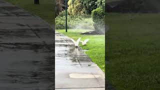 Two Corellas Enjoy Water From Sprinklers on Green Grass
