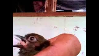 Anak Burung Platuk Tukik Tikus