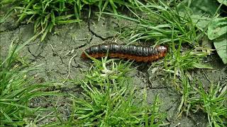 Wilgenhoutrups/Goat moth caterpillar (Cossus cossus)