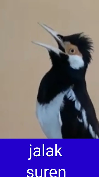 jalak suren gacor full isian mewah