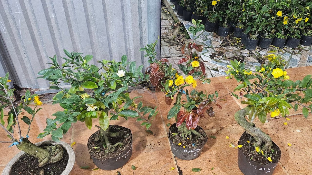 CHIỀU 8/3🥰0368.79.79.89🥰MAI  MINI  GIÁ  RẺ 200K