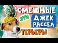 Эти смешные и забавные джек рассел терьеры/Часть 1/Funny Jack Russell Terrier Dogs Video Collection