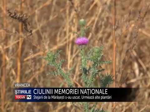 Video: Cum Să Scoți Ciulinul Din Complot?