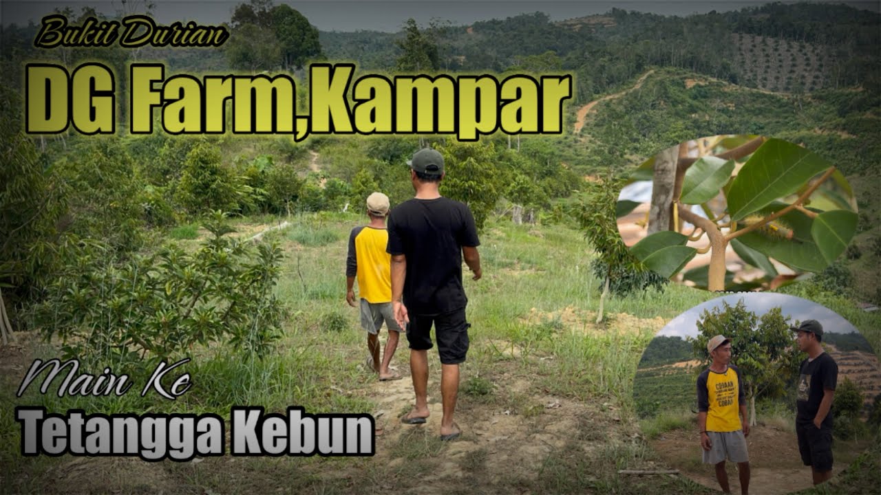 DG Farm Kampar||Kebun Durian Dengan View Perbukitan Dan danau Rusa