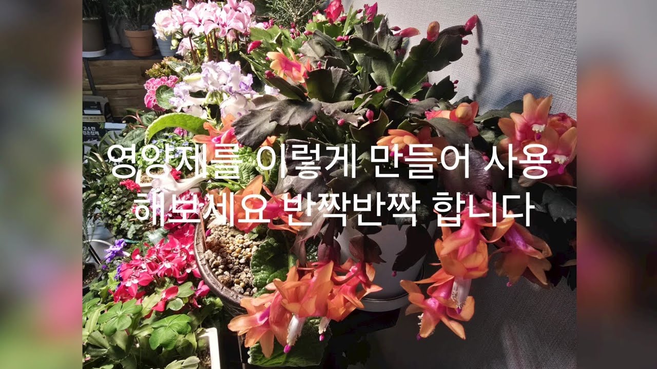 영양제를  이렇게 함 해보세요 잎도 반짝반짝 꽃도 예뿌게 많이 피워요