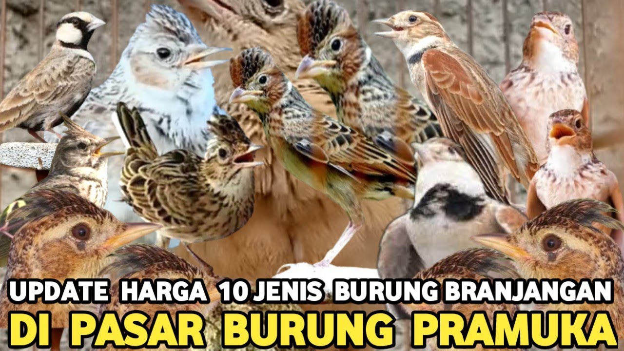 UPDATE HARGA JENIS BURUNG KICAU BRANJANGAN POPULER DI INDONESIA ( LENGKAP )