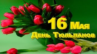 16 Мая  День Тюльпанов! Красивая видео открытка  Весенняя мелодия!