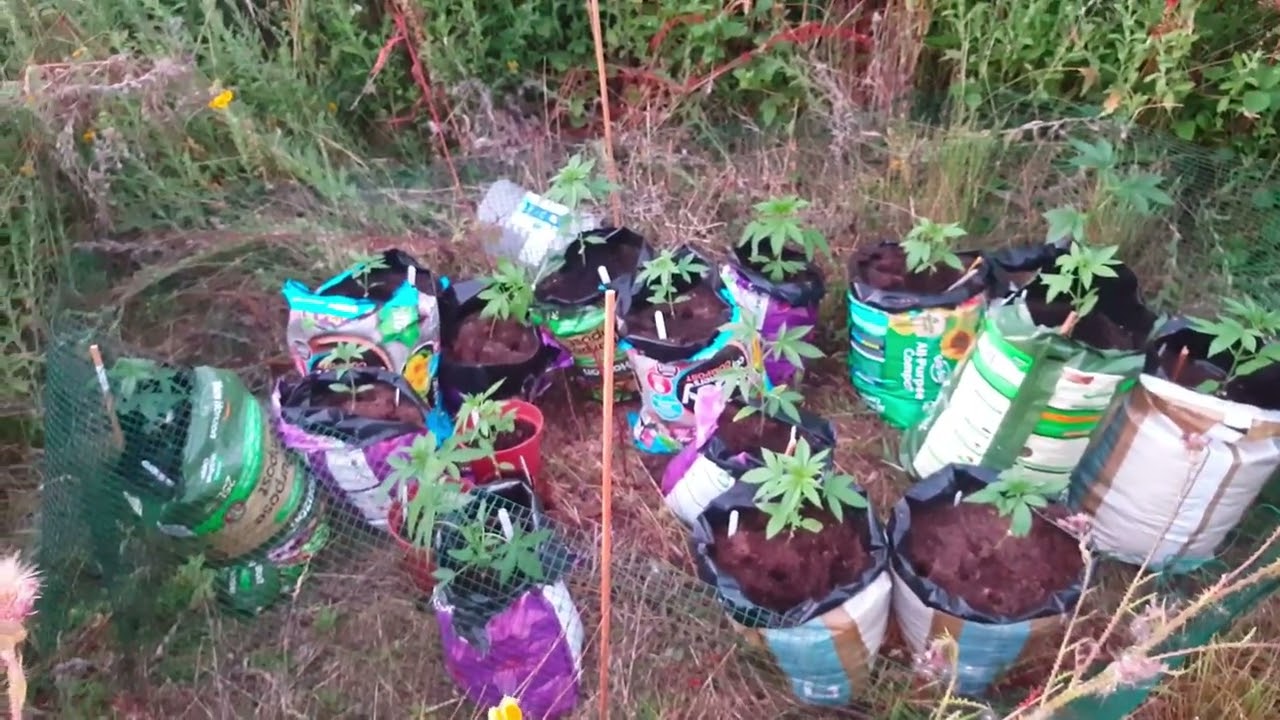 Guerilla grow royal queen genetics