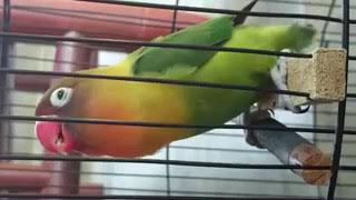 Lovebird ngekek panjang durasi 1 menit