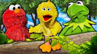 Kermit the Frog and Elmo Teach Big Bird How to Fly!