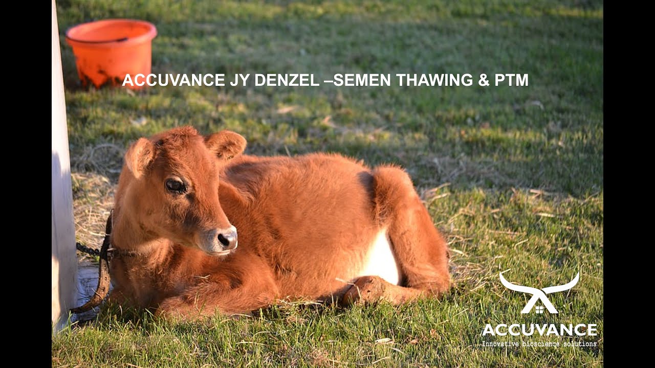 ACCUVANCE JY DENZEL Thawing & PTM Frozen Semen