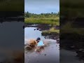 秒で笑えるww#shorts