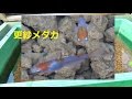 プラ舟水槽　錦鯉のような更紗メダカ透明燐　１２匹　２色紅白めだかですkillifish