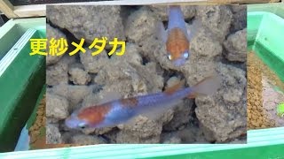 プラ舟水槽　錦鯉のような更紗メダカ透明燐　１２匹　２色紅白めだかですkillifish