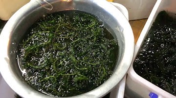 RONG ĐUÔI CHỒN, ĐUÔI CHÓ - BÈO NHẬT, TAI CHUỘT 15/04 | CÁ CẢNH NHẬT TOÀN GÒ CÔNG 0977022281