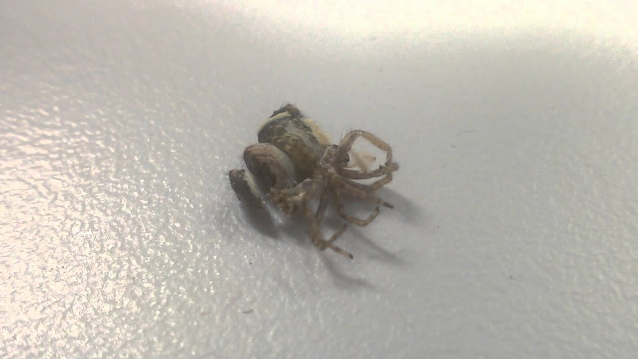 Araignée sauteuse mue 1/4 - YouTube