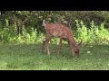 Under The Apple Tree