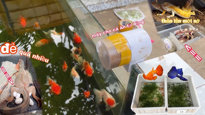 Cá Ăn Quá Nhiều: Nguyên Nhân, Tác Hại và Cách Kiểm Soát