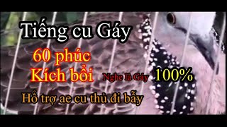 Tiếng cu gáy 60 phúc kích  bổi về cội ,,(cu bể trận nghe là  gáy 100%)