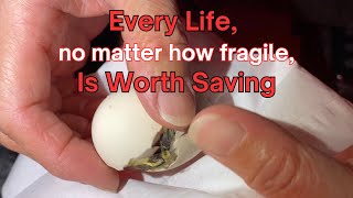 Every Life Is Worth Saving! by MerryLand 3,125 views 2 months ago 1 minute, 52 seconds