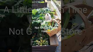 Harvesting My Groceries! (Small Garden Haul) #gardening #garden#growyourownfood #backyardgarden