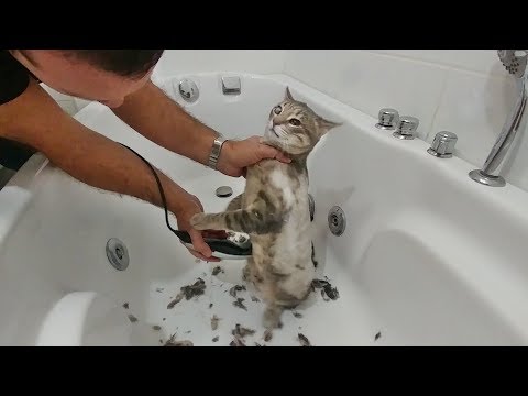 Video: Bir Kediyi Tıraş Etmek, Yazın Onları Serin Tutmak İçin İyi Bir Fikir Mi?