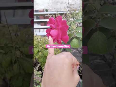 heal your hearts 💟 shortvideo #shortsfeed #shortsviral #shorts