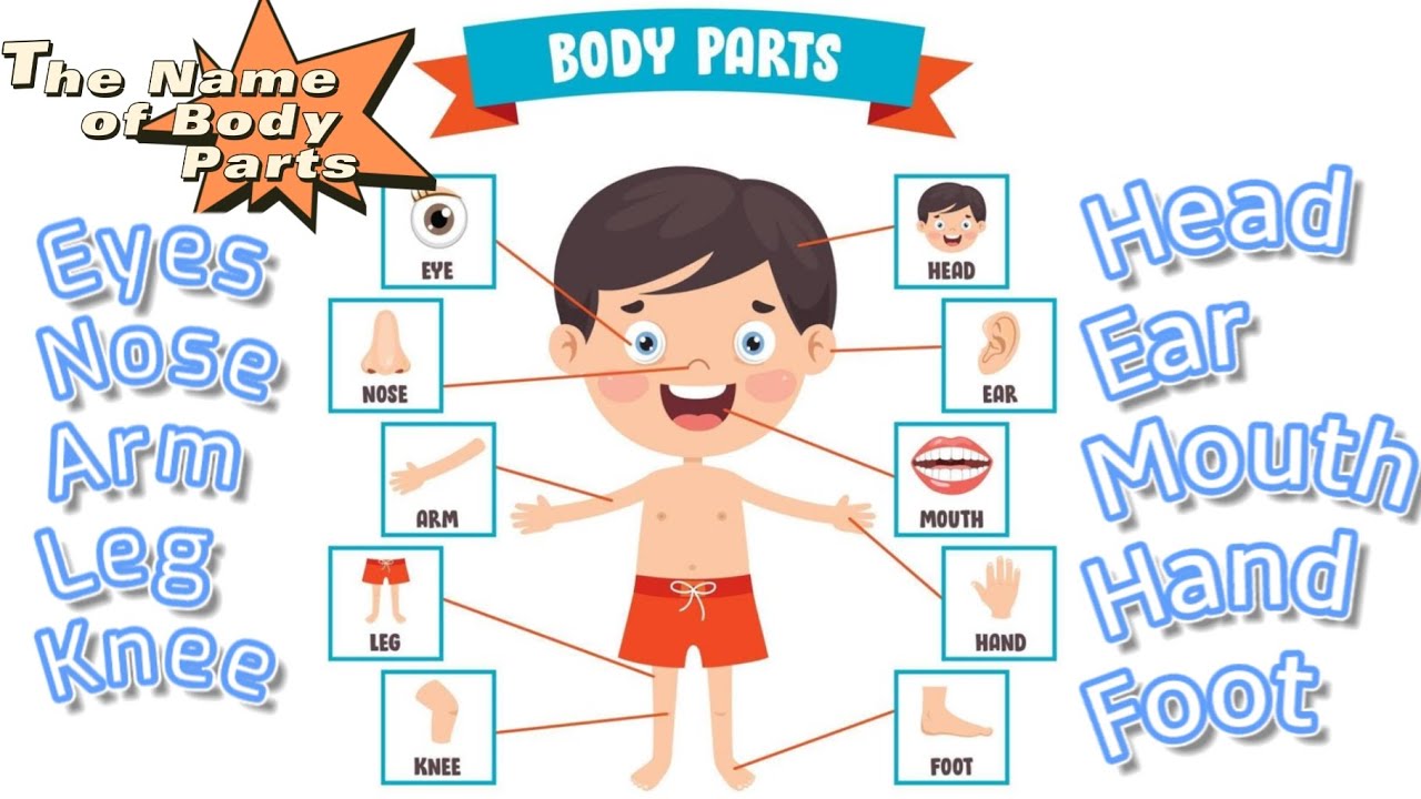 Learn Parts Of The Bodys Names YouTube