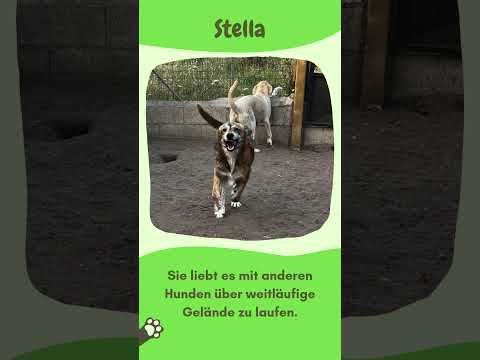 Stella braucht geduldige Menschen 🥰